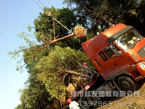 20公分香樟，多桿香樟發(fā)車(chē)-(1)